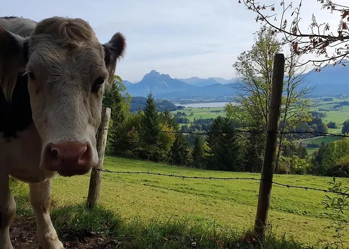 Apartment Alpenblick 10, Bergblick Pur Im Allgaeu * 哈尔伯莱赫